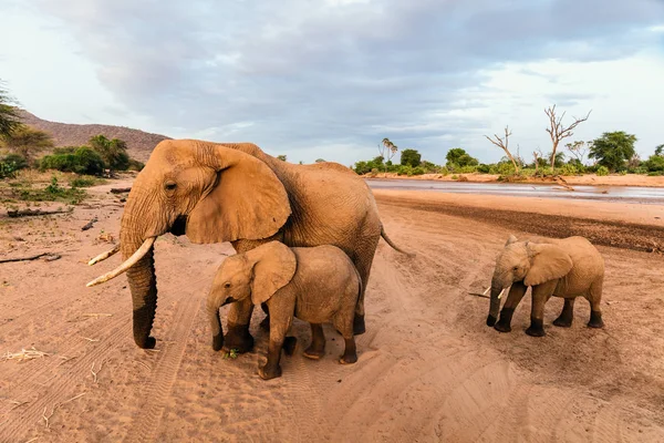 Elefanter i safari park — Stockfoto