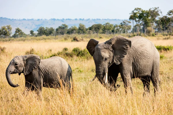 Elefanti nel Safari Park — Foto Stock