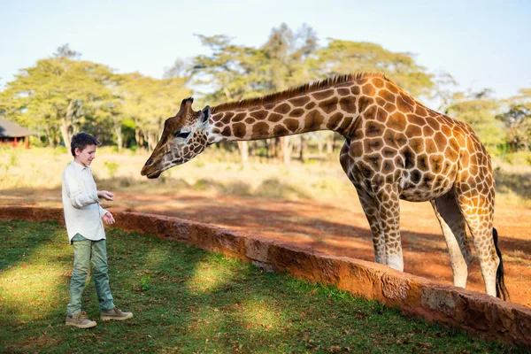 Kid feeding giraffe in Africa — Stock Photo, Image