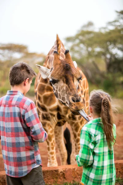 Kids feeding giraffe in Africa — Stock Photo, Image