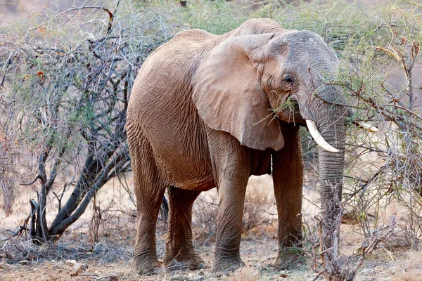Elefante no parque de safári — Fotografia de Stock