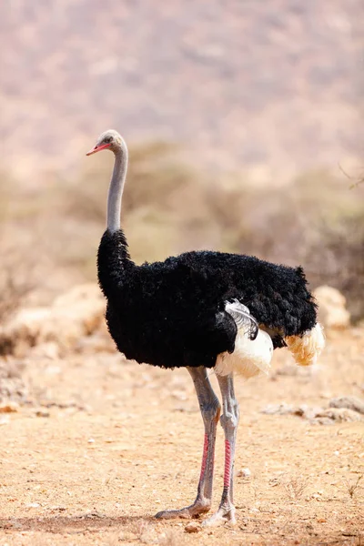 Somali devekuşu Kenya — Stok fotoğraf