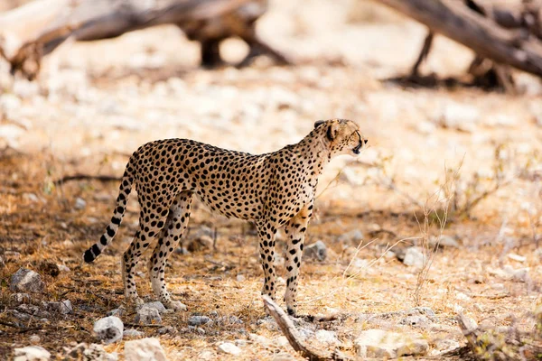 Cheetah en el Parque Nacional Samburu —  Fotos de Stock