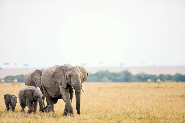 Elephants in safari park — Stock Photo, Image