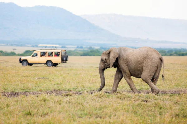 Слон в сафари-парке — стоковое фото