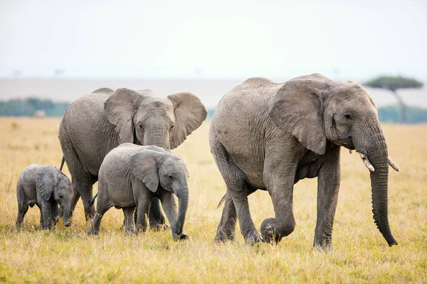 Elefantes em Safari Park — Fotografia de Stock