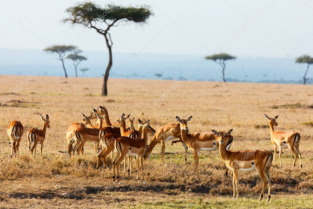mpala antelopes in Kenya