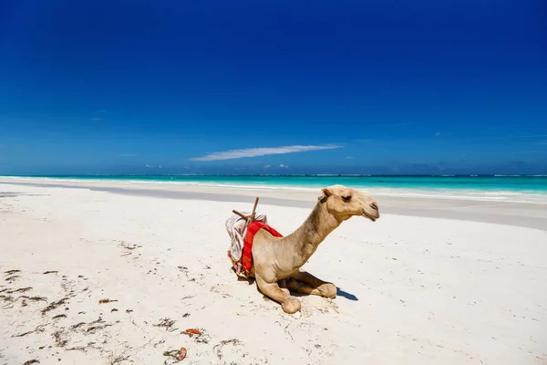 Cammello sulla spiaggia tropicale — Foto Stock