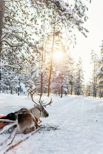Renna in una foresta invernale — Foto Stock