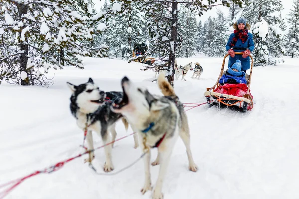 Husky honden zijn slee trekken — Stockfoto