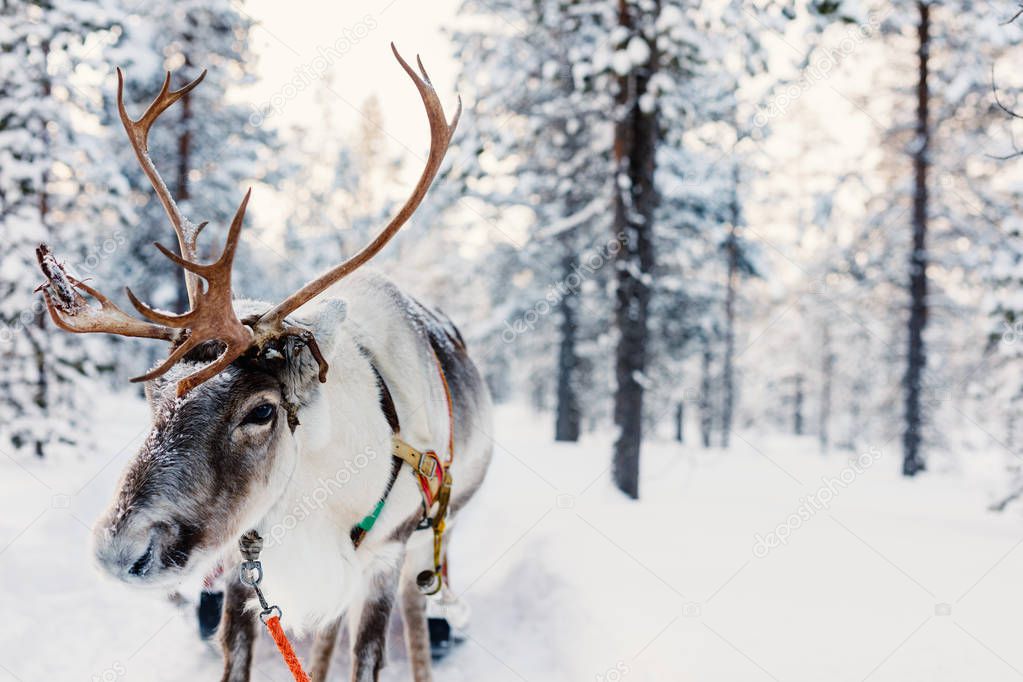 Reindeer in a winter forest 