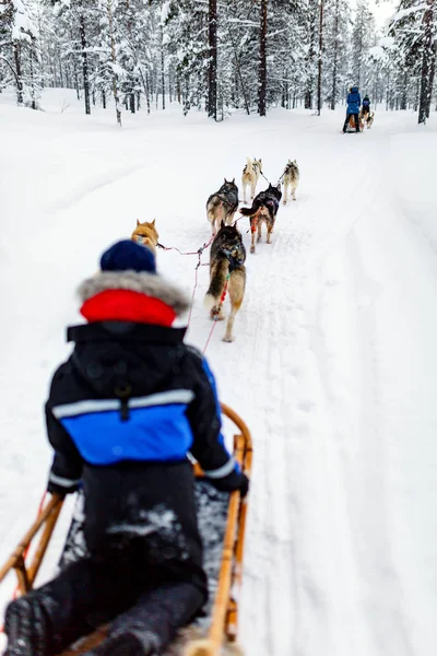 Psy Husky jsou tahání saní — Stock fotografie