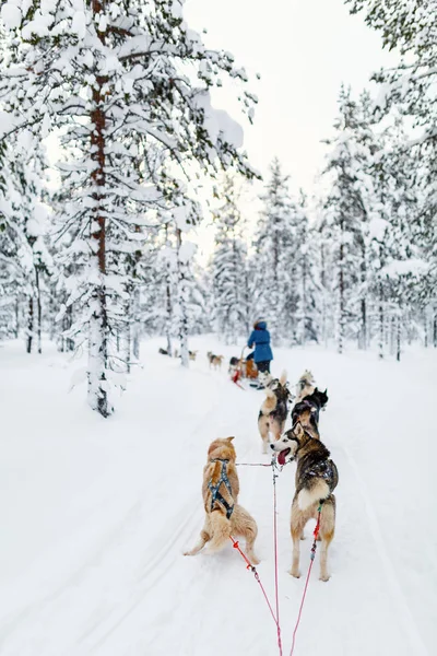 Sledding with husky dogs — Stock Photo, Image