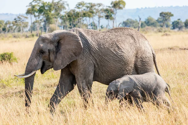 코끼리 사파리 파크 — 스톡 사진