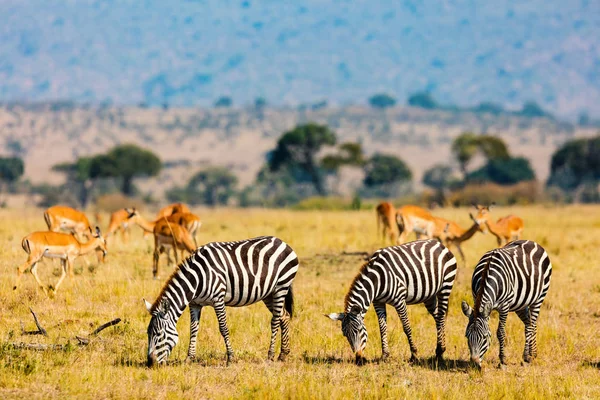 Зебры в сафари-парке — стоковое фото