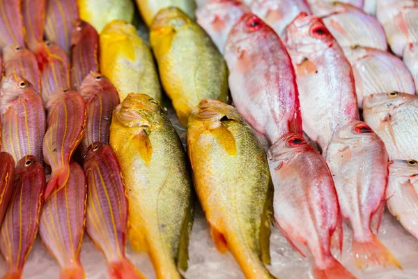 Fresh fish at seafood market — Stock Photo, Image