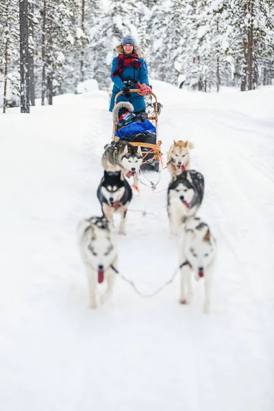 Psy Husky jsou tahání saní — Stock fotografie