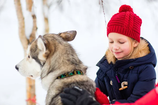 Маленька дівчинка з хаскі собакою — стокове фото