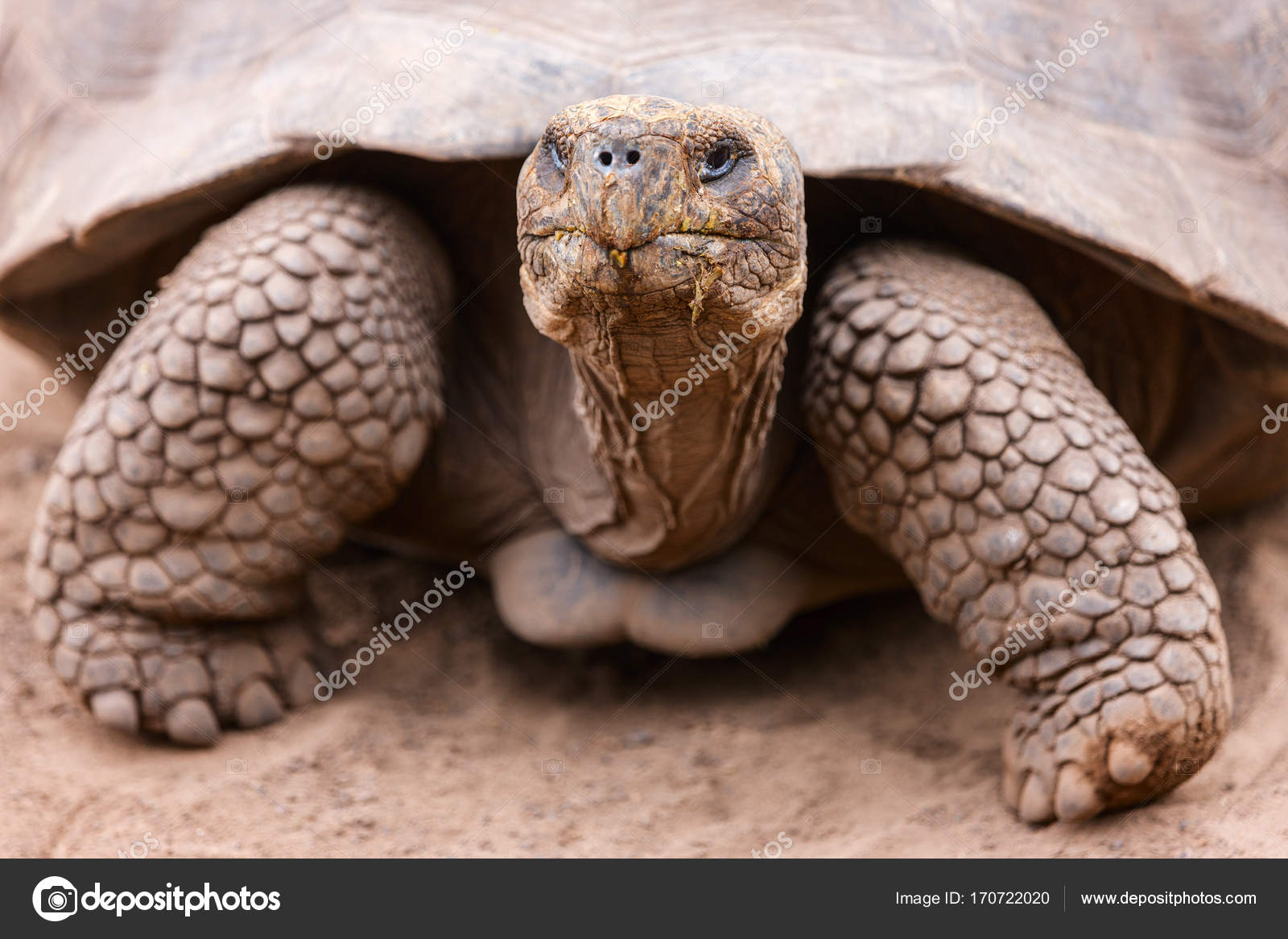 Галапагосская слоновая черепаха. Черепаха 100 лет. Черепаха 100 лет. 100 летняя черепаха. Абингдонская слоновая черепаха одинокий джордж.