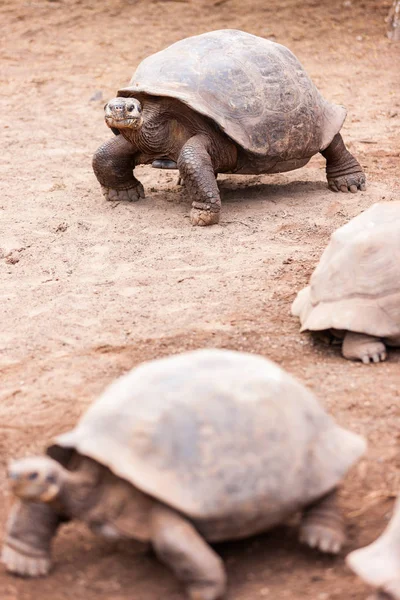 Galapagos giant tortoises — Stock Photo, Image