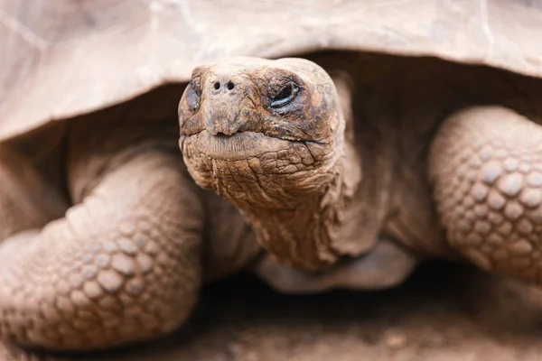 Галапагоські гігантські черепахи — стокове фото