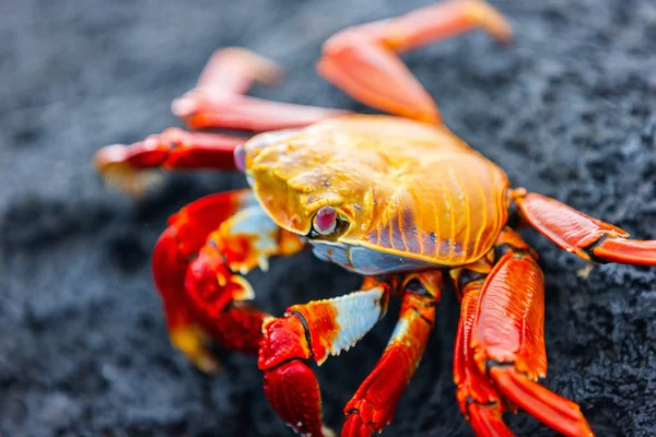 Sally lightfoot crab — Stock Photo, Image