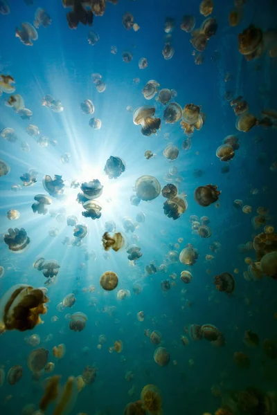 Endemic golden jellyfish — Stock Photo, Image