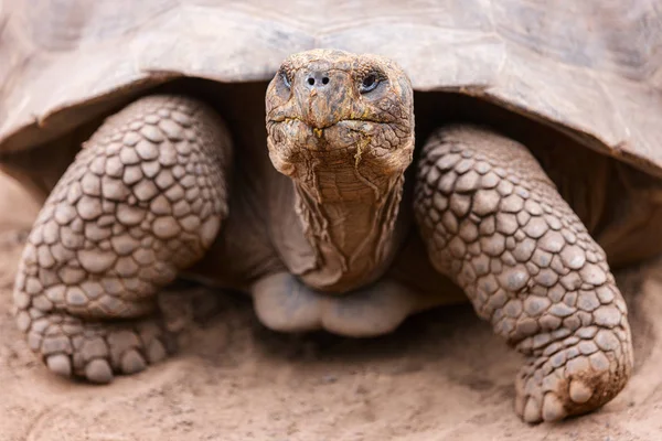 Galapagos giant tortoise — Stock Image Galapagos giant tortoise Royalty Free Stock Photos
