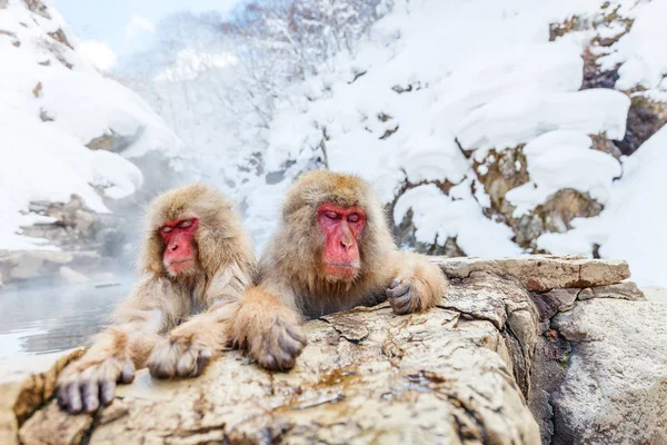 Χιόνι πιθήκους ιαπωνικών πιθήκους macacus — Φωτογραφία Αρχείου