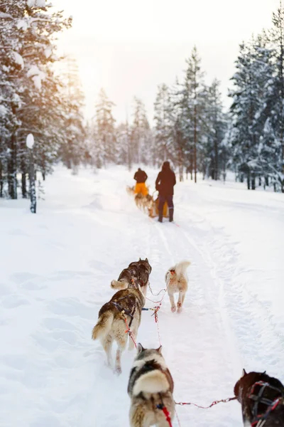 Na sankach z psami husky — Zdjęcie stockowe