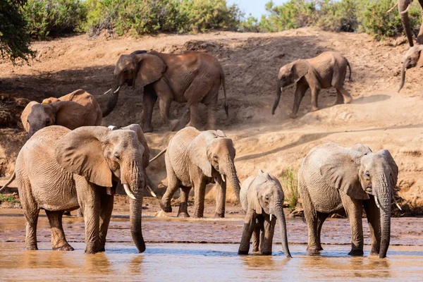 Ελέφαντες πόσιμο νερό — Φωτογραφία Αρχείου