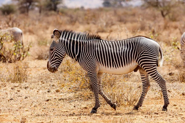 Grevys zebra Samburu, Kenyában — Stock Fotó