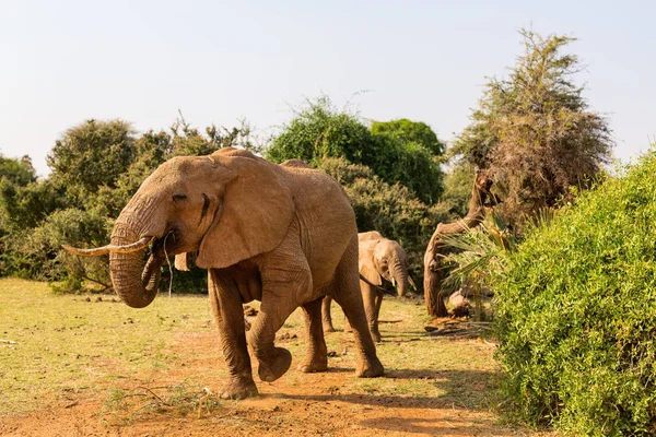 Ελέφαντας στο πάρκο σαφάρι — Φωτογραφία Αρχείου