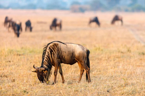 Grote migratie in Kenia — Stockfoto