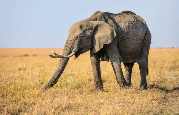 野生动物园大象 — 图库照片