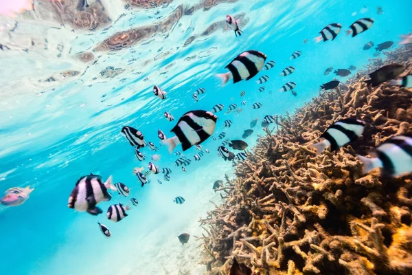 Mercan resif sualtı — Stok fotoğraf