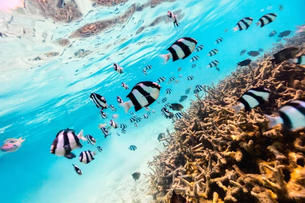 Arrecife de coral bajo el agua — Foto de Stock