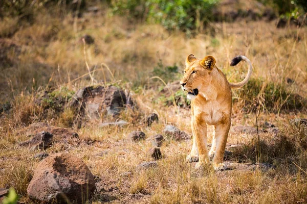 Vrouwelijke Leeuw in Afrika — Stockfoto