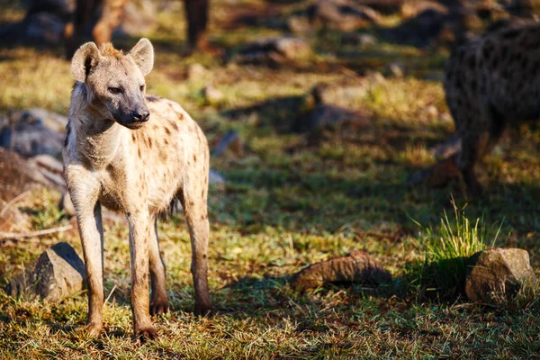 Hyena no parque de safári — Fotografia de Stock