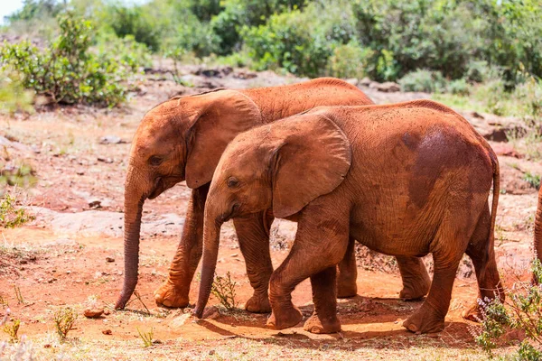 Elefanti selvatici — Foto Stock