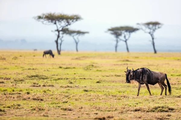 Kenya büyük göç — Stok fotoğraf