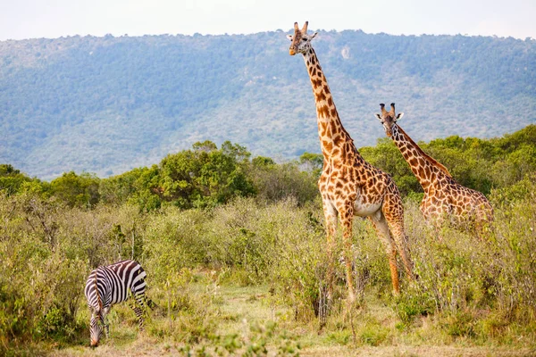 Giraffer i safari park - Stock-foto