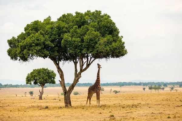 Жираф в Сафари-парке — стоковое фото