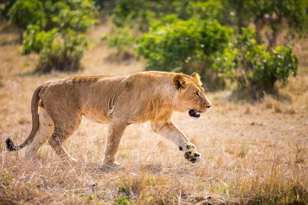 Vrouwelijke Leeuw in Afrika — Stockfoto