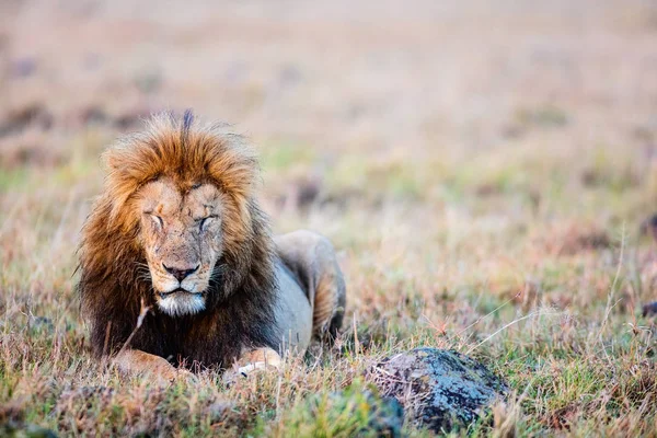 Leão macho na África — Fotografia de Stock