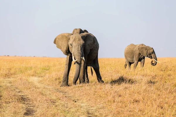 Elefanti nel Safari Park — Foto Stock