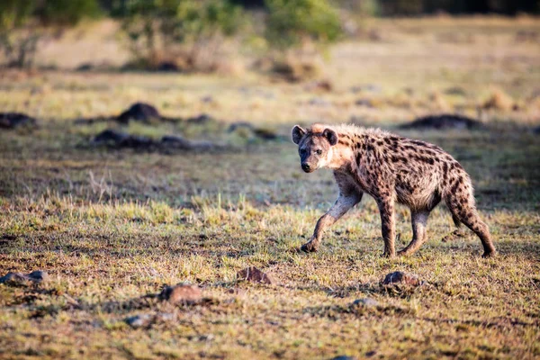 Hyena no parque de safári — Fotografia de Stock