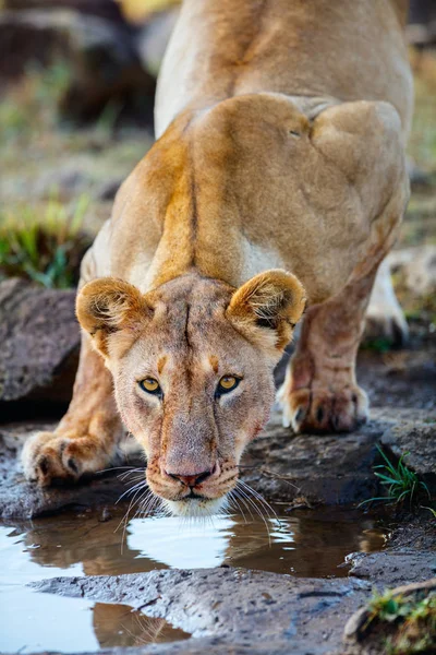 Acqua potabile leonessa — Foto Stock