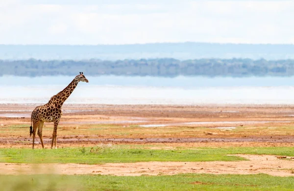 Giraff i Lake Manyara national park — Stockfoto