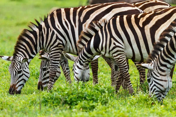 Zebras na área de conservação de Ngorongoro — Fotografia de Stock